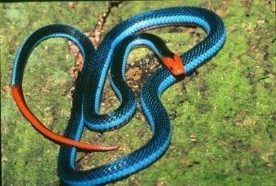 Cobra coral azul da malásia