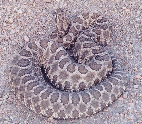 Cobra massasauga