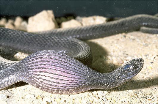 cobra comendo