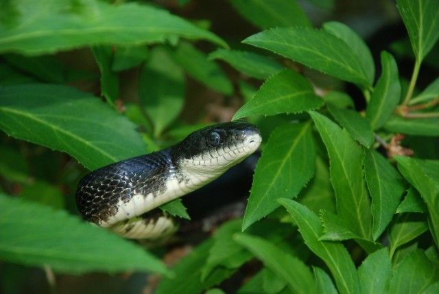 cobra rato preto