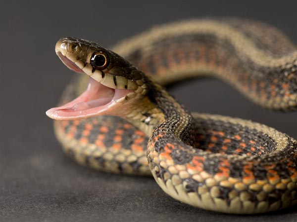 pele de cobra