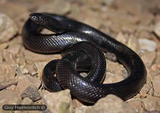 cobra asp buraqueira