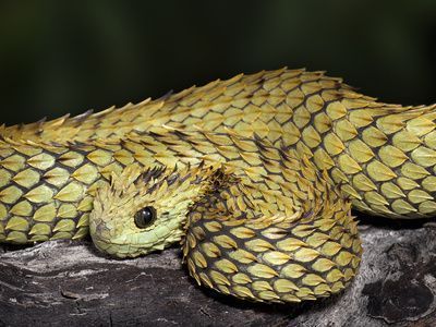 cobra atheris hispida