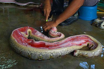 taxidermia em cobra 