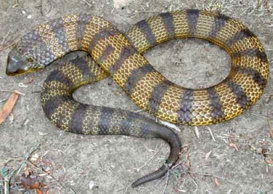 Cobra krait malasiana