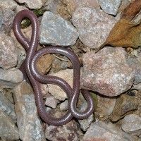 Cobra Leptotyphlops humilis