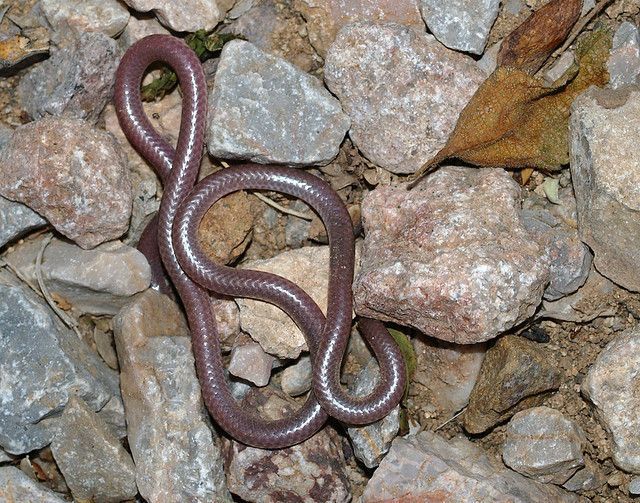 Cobra Leptotyphlops humilis