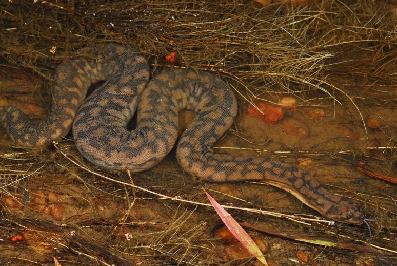 Cobra tromba de elefante adulta