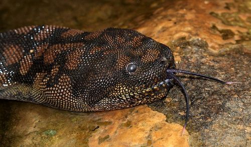 Cobra tromba de elefante