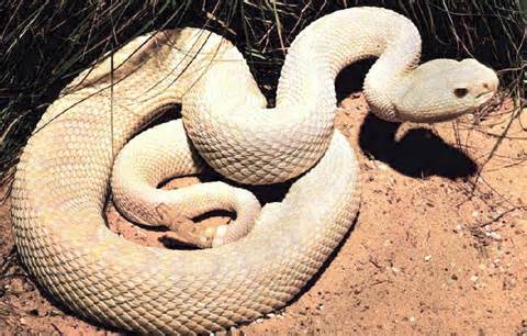 Cobras atacam apenas para se defender de humanos