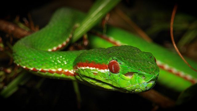 Cobra Pope's Bamboo Pitviper fotos