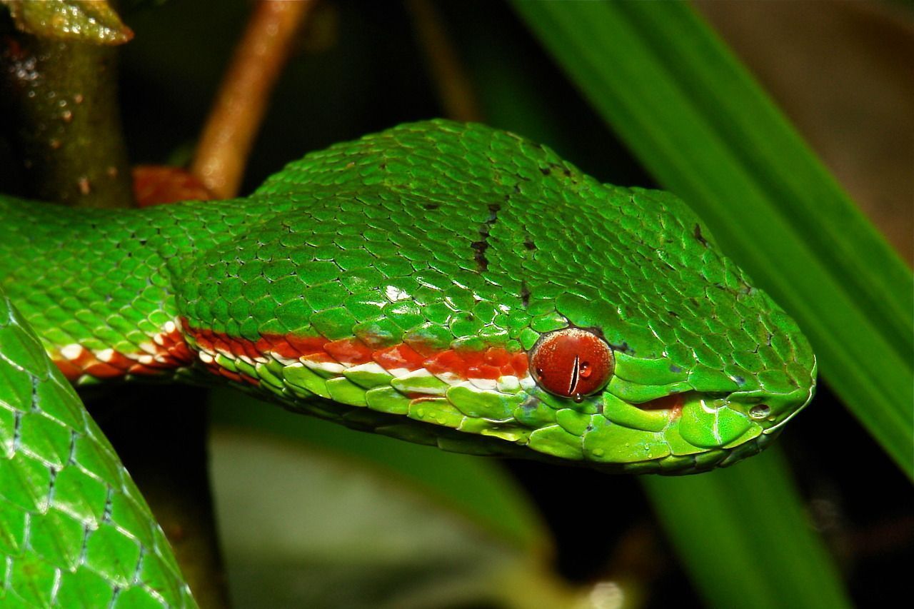 Cobra Pope's Bamboo Pitviper