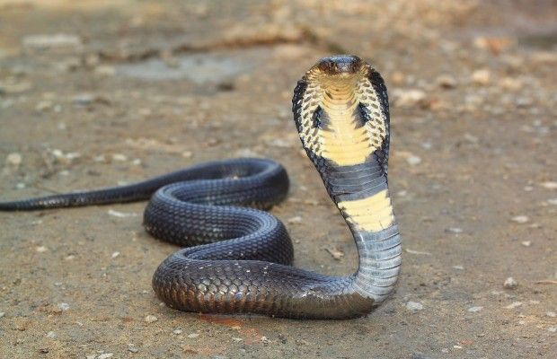 maiores cobras do muno Cobra King Snake